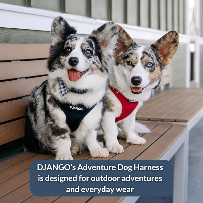 Adventure Dog Harness - Stylish and Comfortable Small Dog Harness for Outdoor Adventures and Everyday Wear - Black Neoprene Adjustable Harness for Dogs with Reflective Piping and Brass D-Ring
