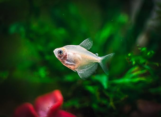 Swimming Creatures 5 PCS Assorted Tetra Mix, Freshwater Aquarium Fish Live Arrival Guarantee (3-4 Kinds Mix)