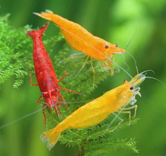 7 Orange & 7 Yellow & 7 Fire Red Three Mix Colors Live Shrimps Freshwater Shrimp High Grade Live Shrimps – Freshwater Shrimp Aquarium Inverts – with Live Arrival Guarantee (Pack of 21+)