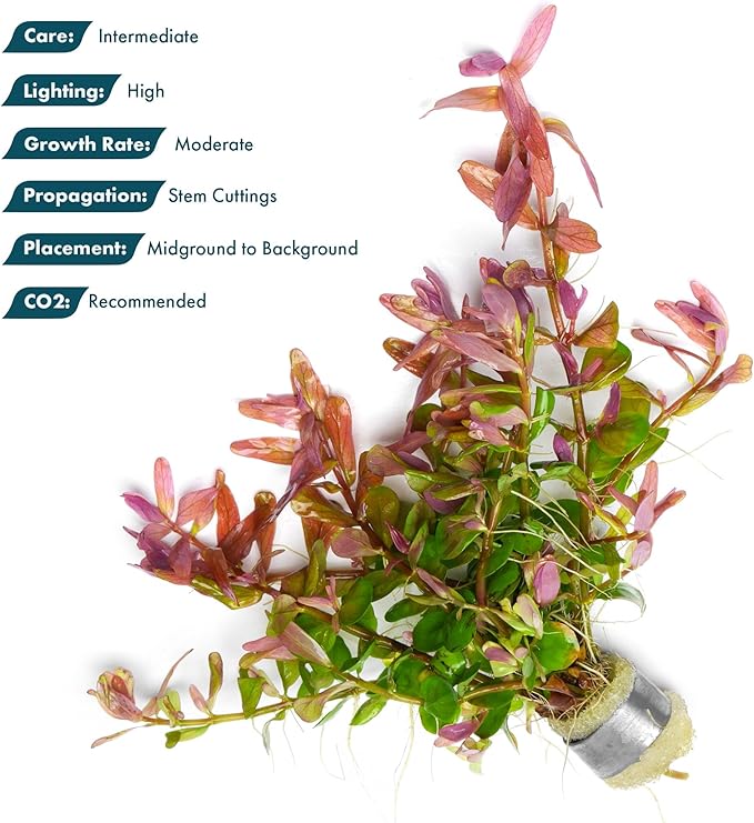 SubstrateSource Live Plant - Rotala Fujian - Moderate Care, High Light, Orange-Pink Accent, Freshwater Aquatic Plant for Aquascaping - Lead Bunch