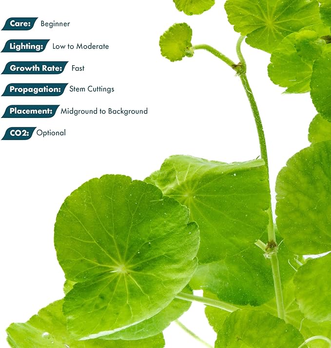 SubstrateSource Live Plants – Brazilian Pennywort (Hydrocotyle leucocephala) – Low to Medium Light, Bright Green Accent, Midground to Background Aquarium Placement, Stem Growth – Pot, 1 Pack