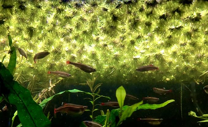 40+ Riccia Water Spangles Live Aquarium Floating Plant (Ricciocarpos Natans) by Aquarigram (Plants + Invisible Feeding Ring (See Video))