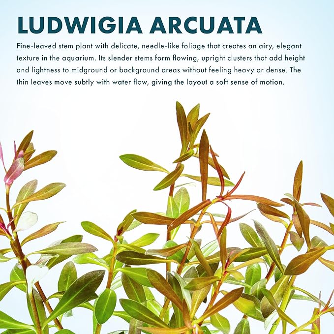 SubstrateSource Live Aquarium Stem Plants - Freshwater Aquatic Plant for Fish Tanks, Aquascaping - (Needle Leaf Ludwigia Arcuata, 1 Bunch)