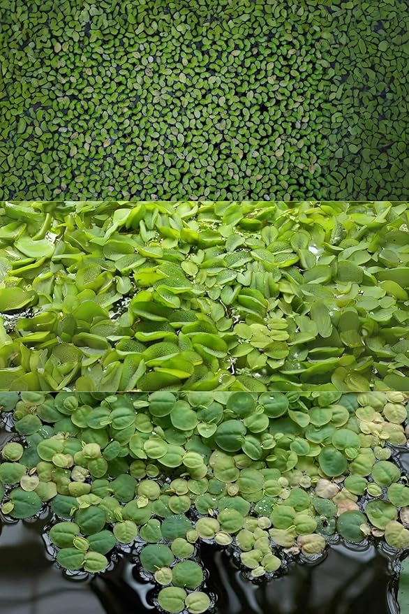 Ultimate Floating Plant Bundle - Duckweed, Red Root Floaters, Salvinia - Aquarium Enthusiasts’ Dream Collection