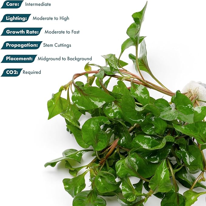 SubstrateSource Live Plants – Alternanthera Amabilis Tricolor – Moderate to High Light, Green, Pink/Red, Yellow/Golden Hues, Midground to Background Accent – Lead Bunch, 1 Pack