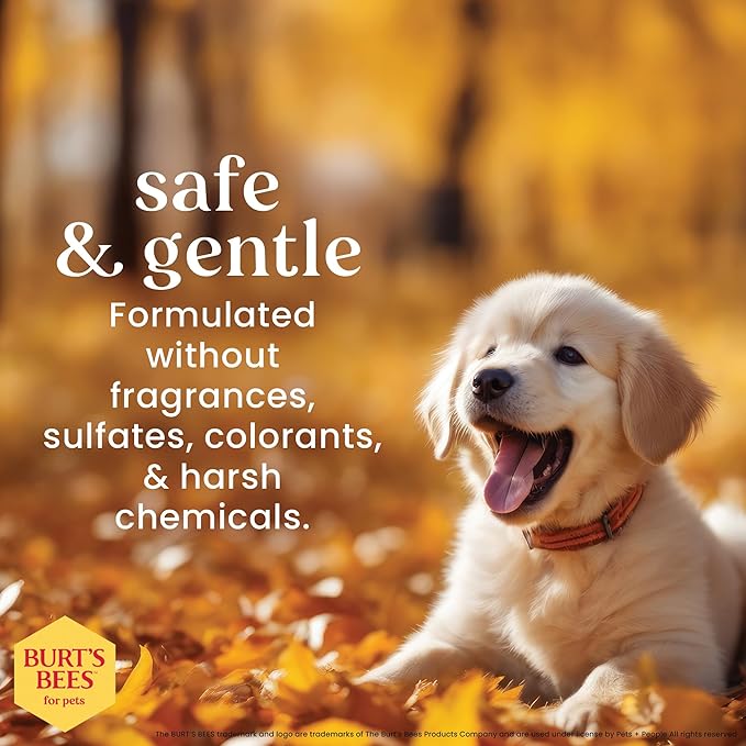 Burt’s Bees for Pets Tear Free Puppy Shampoo & Conditioner with Buttermilk, 2 in 1 Gentle Dog Shampoo for Puppies, Cleans and Conditions Sensitive Skin, 16 Fl Oz - 6 Pack
