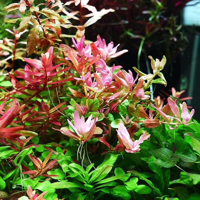 SubstrateSource Live Plant - Rotala Fujian - Moderate Care, High Light, Orange-Pink Accent, Freshwater Aquatic Plant for Aquascaping - Lead Bunch