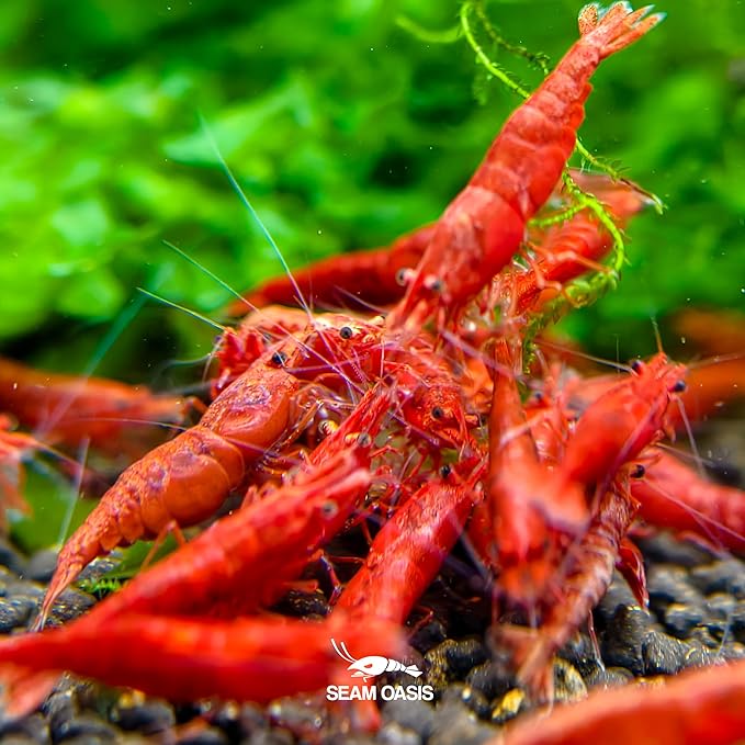 Fire Red Premium High-Grade Cherry Shrimp Neocaridina Freshwater Aquarium, Live Shrimp Freshwater Aquarium Live Arrival Guarantee (Pack 10)