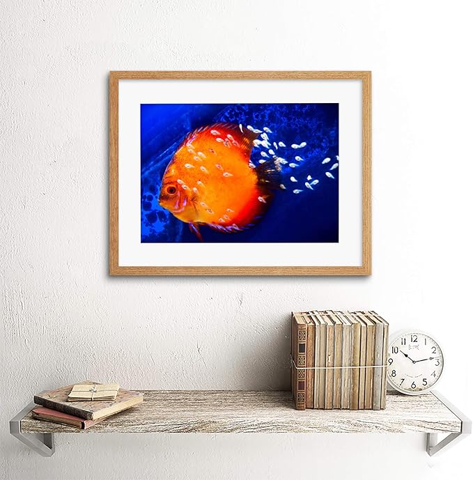DISCUS FISH OCEAN SEA BLACK FRAME FRAMED ART PRINT PICTURE MOUNT B12X9188