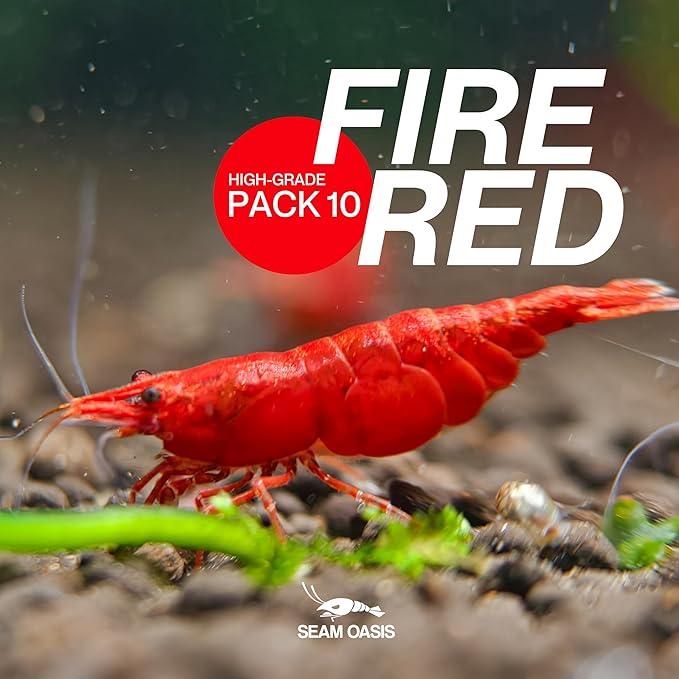 Fire Red Premium High-Grade Cherry Shrimp Neocaridina Freshwater Aquarium, Live Shrimp Freshwater Aquarium Live Arrival Guarantee (Pack 10)