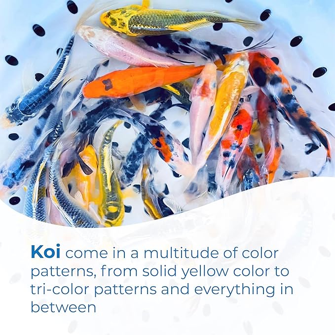 Toledo Goldfish Standard Fin Koi, Variety of Colors and Patterns - Beautiful Live Fish Perfect for Ponds, Tanks, and Aquariums - 4-5 Inches, 25 Count