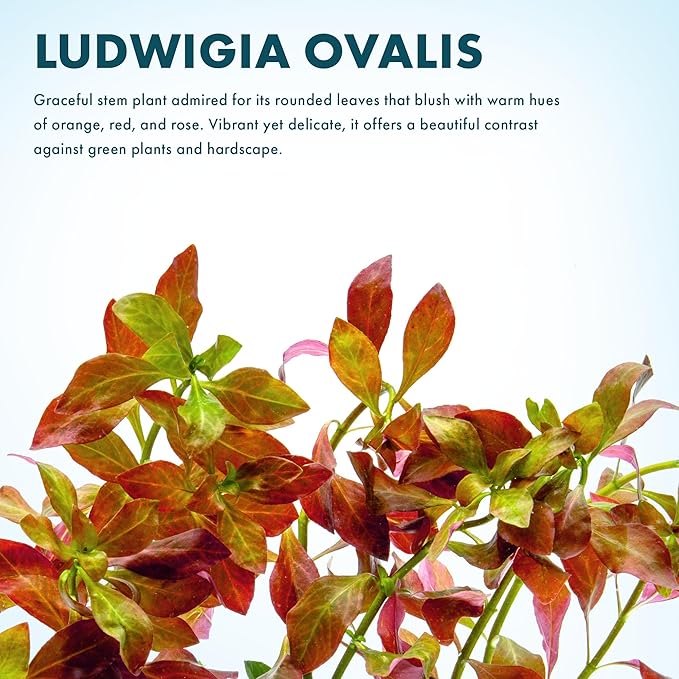 SubstrateSource Live Plants – Ludwigia Ovalis – Moderate to High Light, Green to Orange, Midground Accent – Lead Bunch, 4 Pack