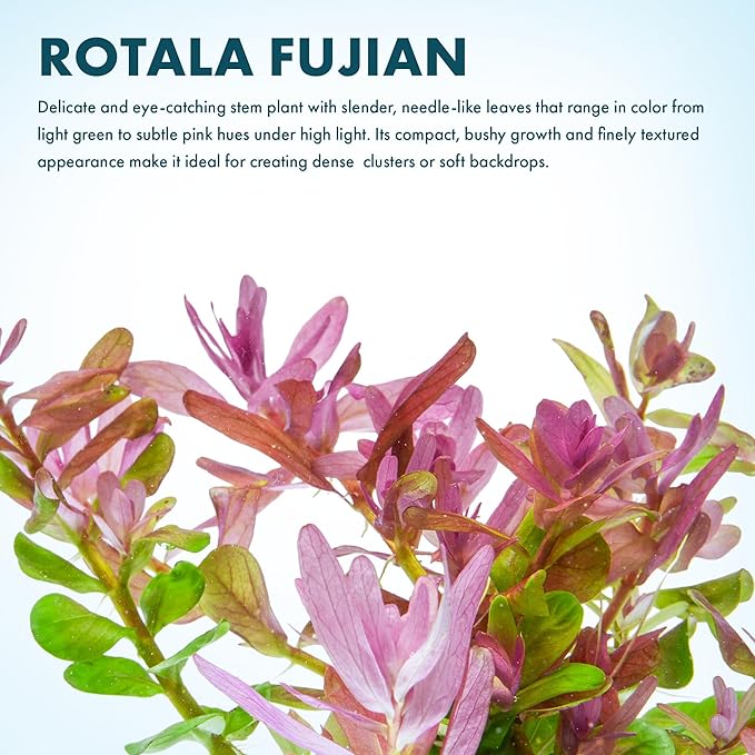 SubstrateSource Live Plant - Rotala Fujian - Moderate Care, High Light, Orange-Pink Accent, Freshwater Aquatic Plant for Aquascaping - Lead Bunch