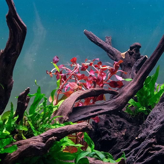 SubstrateSource Live Aquarium Red Stem Plants - Freshwater Aquatic Plant for Fish Tanks, Aquascaping - (Lemon Bacopa Caroliniana, 4 Bunches)