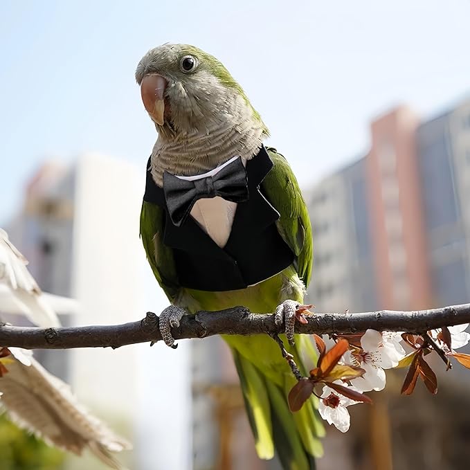 Bird Clothes, Parrot Tuxedo Costume, Flights Suits - Black Formal Outfit Bird Cosplay Photo Prop for Eclectus, Budgerigar, African Greys Parakeet, Conure, Cockatiel, Love Birds,L