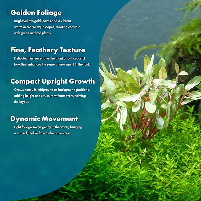 SubstrateSource Live Aquarium Stem Plants - Freshwater Aquatic Plant for Fish Tanks, Aquascaping - (Nesaea Pedicellata Golden, 1 Bunch)