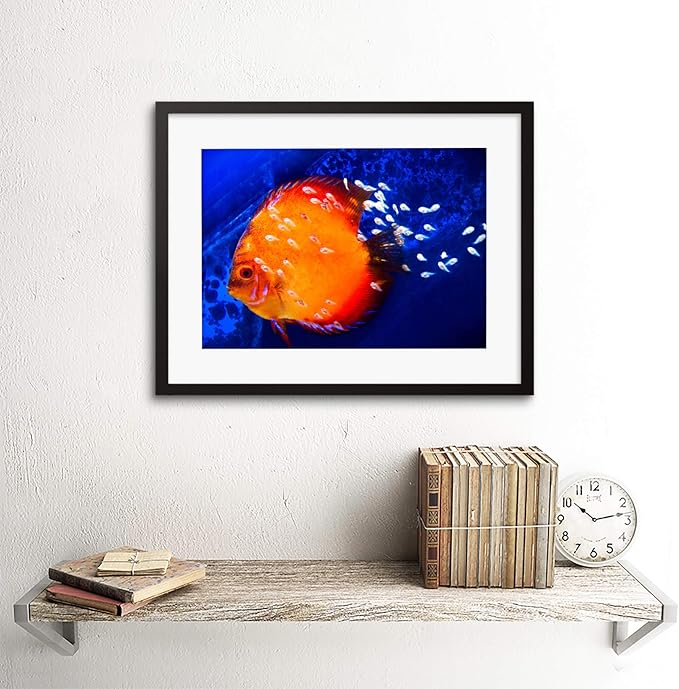 DISCUS FISH OCEAN SEA BLACK FRAME FRAMED ART PRINT PICTURE MOUNT B12X9188
