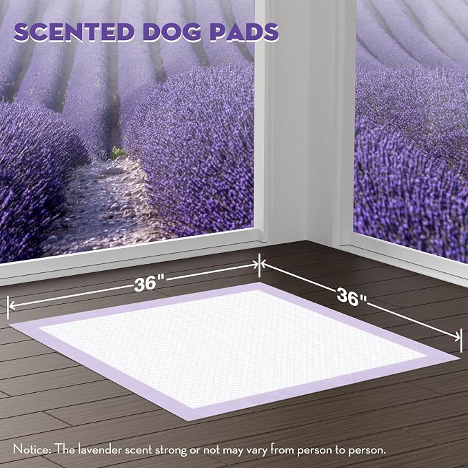 CROCI XXL Puppy Pads with Adhesive Tabs Lavender Scented 36x36in 100Ct | Super Absorbent Dog Pads Extra Large Holds Up to 11 Cups of Urine, 6-Layers, Quick-Dry Surface, Leak-Proof, Disposable