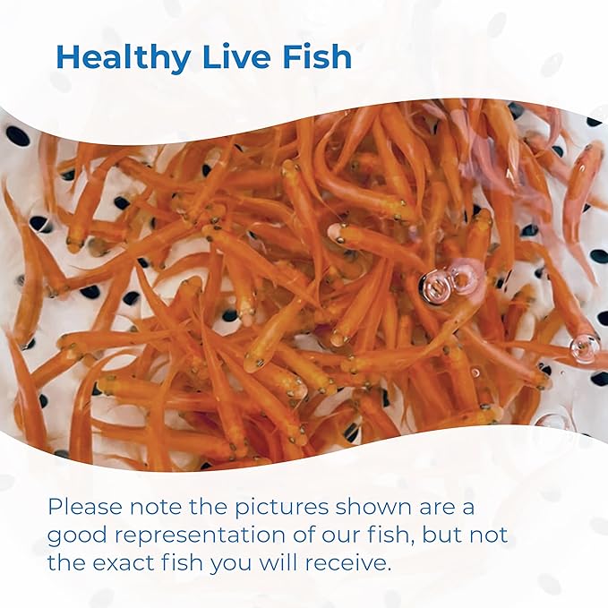 Toledo Goldfish Rosie Red Minnows - Versatile Live Fish Perfect for Aquariums or as Feeder Fish for Ponds - Small, 500 Count