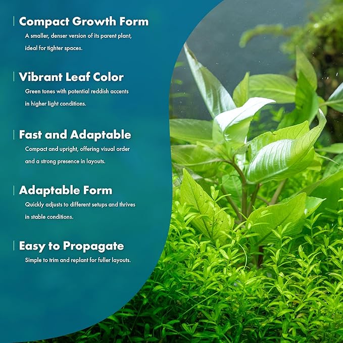 SubstrateSource Dwarf Hygrophila Corymbosa Siamensis Live Aquarium Plant - Freshwater Fish Tank Decorations and Natural Aquatic Decor (4)