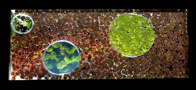 40+ Riccia Water Spangles Live Aquarium Floating Plant (Ricciocarpos Natans) by Aquarigram (Plants + Invisible Feeding Ring (See Video))