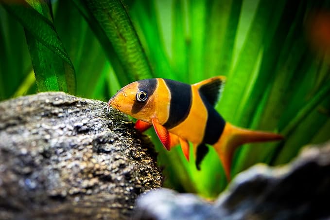 S&C AQUATICS MINI Beefheart & Soft BIT Mix,Beef Heart,Discus Food,Angel Fish Food,Cichlids (3oz) A8