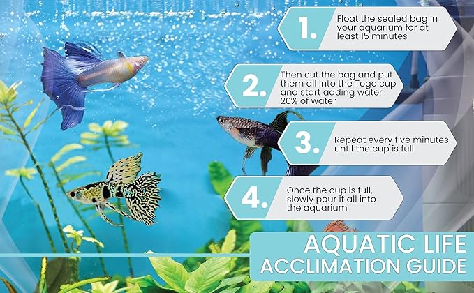 D&A Tropical Live Fish - Blue Grass Ribbons Guppy Live Fish for Aquariums, Freshwater (1 Trio (1Male, 2 Female)