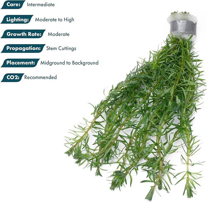 SubstrateSource Live Aquarium Stem Plants - Freshwater Aquatic Plant for Fish Tanks, Aquascaping - (Rotala Bossii, 4 Bunches)