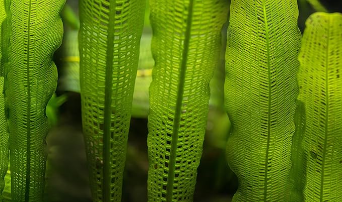Madagascar Lace Bulb Aponogeton madagascariensis, Live Aquarium Plant, Freshwater Aquatic Bulbs, Easy to Grow, Ideal for Planted Aquariums & Aquascapes Awesome Aquatic