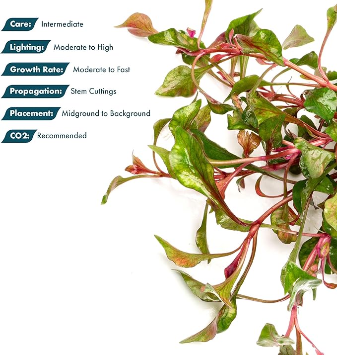 SubstrateSource Alternanthera Bettzickiana - Decorative Live Aquatic Plant for Terrariums and Paludariums - (Bettzickiana, 1 Bunch)
