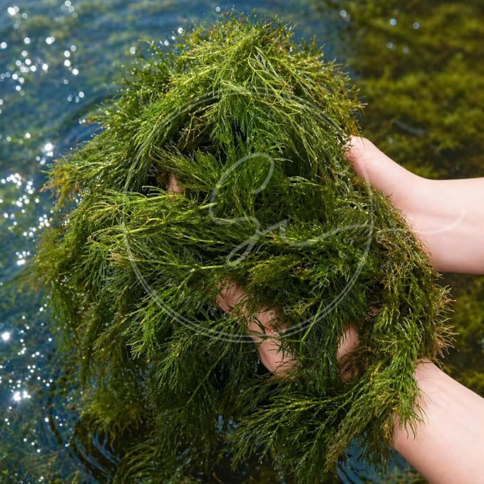 Swimming Creatures™ Live Aquarium Plants (1 Large Bunch Hornwort)