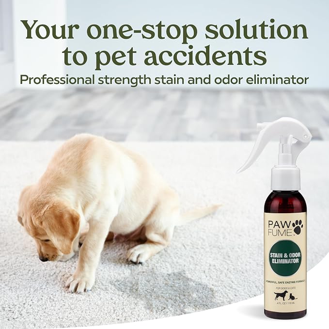 PAWFUME Stain & Pet Urine Odor Eliminator, 1-Pack | Enzymatic quick-dry formula with eco-friendly ingredients for upholstery, fabrics and Carpet Cleaner Spray use