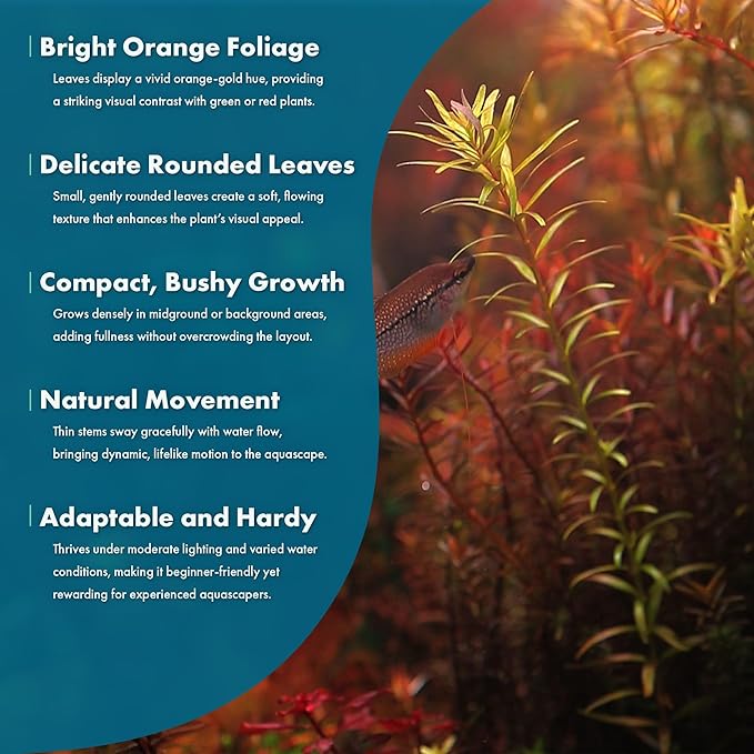 SubstrateSource Live Aquarium Stem Plants - Freshwater Aquatic Plant for Fish Tanks, Aquascaping - (Rotala Rotundifolia Orange Juice, 1 Bunch)