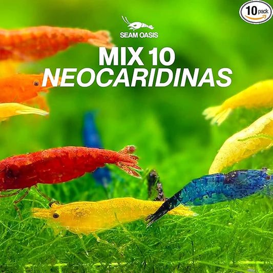 Mix Neocaridina Shrimps for Freshwater Aquariums (Pack of 10)