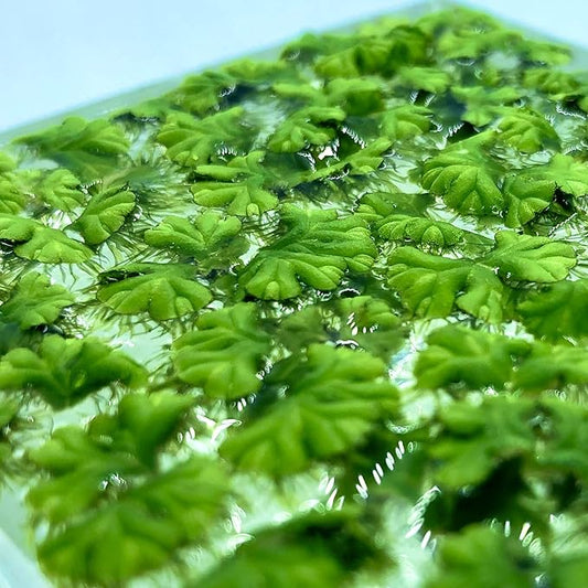 40+ Riccia Water Spangles Live Aquarium Floating Plant (Ricciocarpos Natans) by Aquarigram (Plants Only)