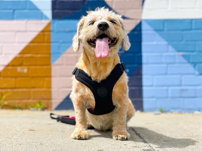 Gooby Escape Free Sport Dog Harness, Choke-Free, Black, Large | Patented escape-free frame; Reduces choking; 4-point adjustment; Soft neoprene padding; Durable webbed straps