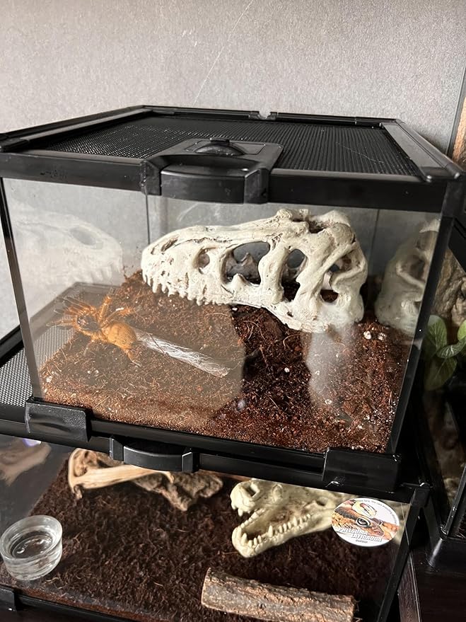 AWXZOM Mini Reptile Glass Terrarium Tank, cage for Tarantula Sling Geckos, Frog, Lizards, Chameleons,Turtles Snake Snail Insect Hermit Crab Isopods Reptiles Enclosure (7.9x7.9x5.7inch)