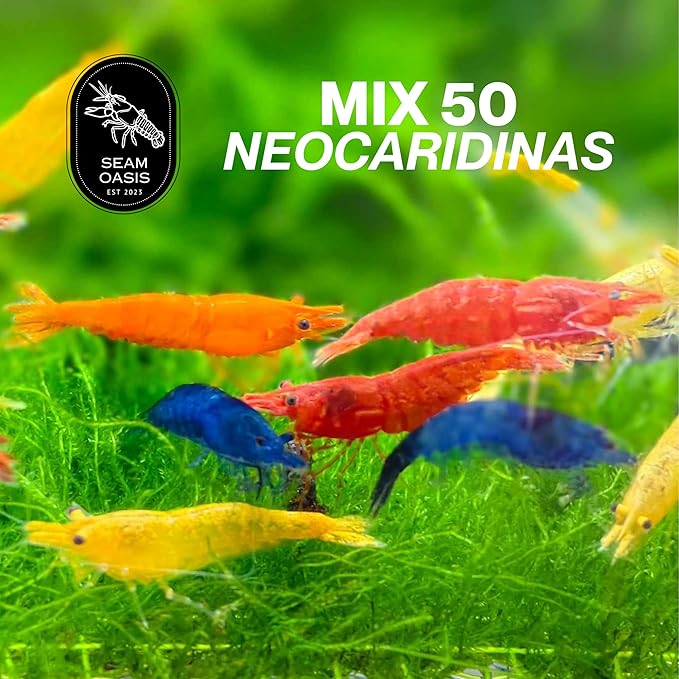 Mix Neocaridina Shrimps for Live Shrimp Freshwater Aquarium - Live Shrimp Arrival Guarantee (Pack of 40, Mixed)