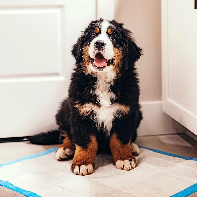 Four Paws Wee-Wee Superior Performance Dog Pee Pads, 50 Count | Quilted leak-proof puppy pads, dog housebreaking & potty training, 24-hour floor protection, pet supplies, 22" x 23"