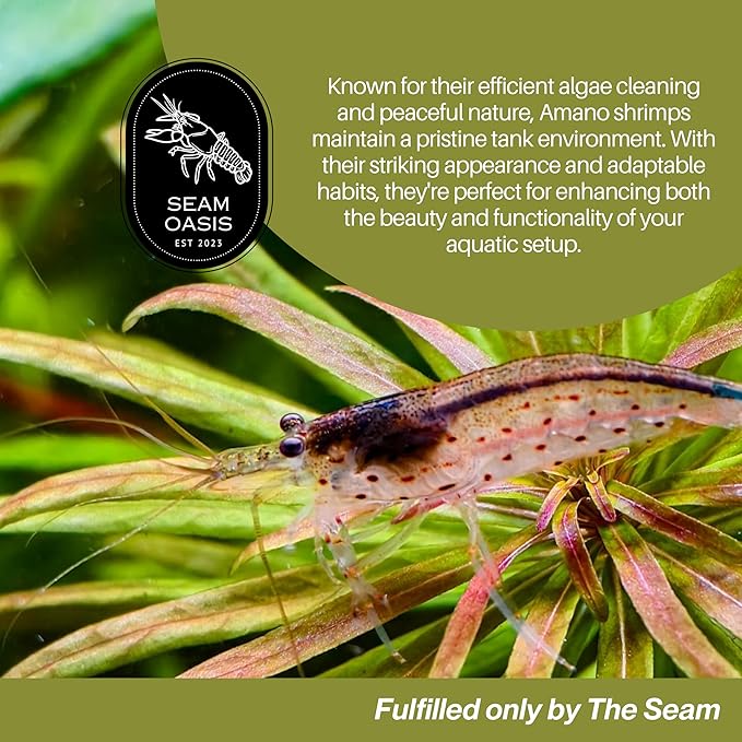 Amano Shrimps Algae Cleaner Inverts Live Freshwater Aquarium Shrimps 1/4" - 1/2" - Live Shrimp Arrival Guarantee (10+2 Pack) - DOA Cover Included