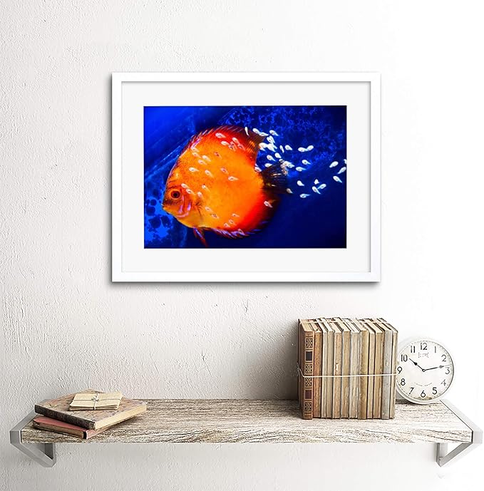 DISCUS FISH OCEAN SEA BLACK FRAME FRAMED ART PRINT PICTURE MOUNT B12X9188