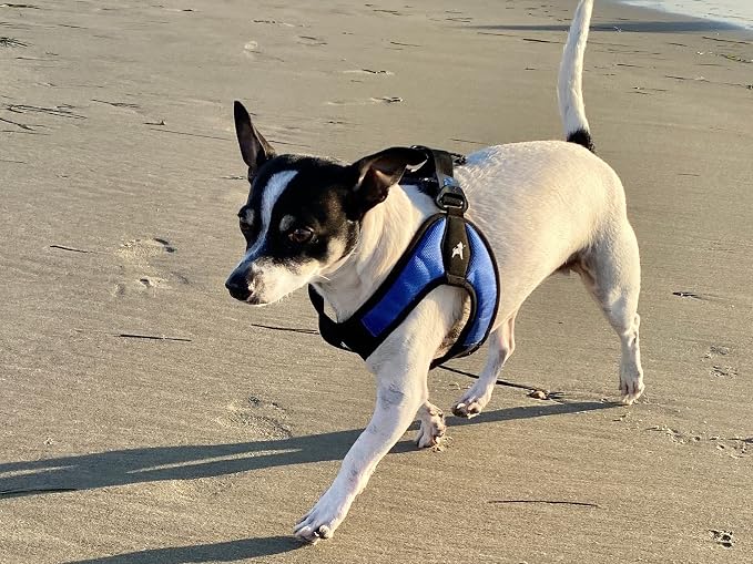 Gooby Escape Free Easy Fit Dog Harness, Step-in, Blue, Small | Patented escape-free frame; Contracts if they back out; Step-in easy on/off; Machine washable; Light POM leash ring