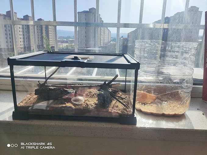 AWXZOM Mini Reptile Glass Terrarium Tank, cage for Tarantula Sling Geckos, Frog, Lizards, Chameleons,Turtles Snake Snail Insect Hermit Crab Isopods Reptiles Enclosure (12x8x6inch)