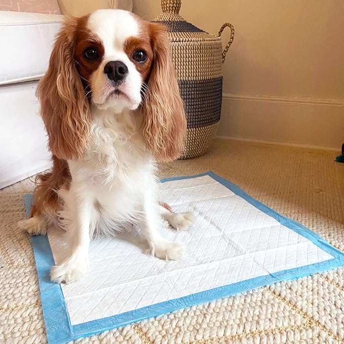 Four Paws Wee-Wee Odor Control Dog Pee Pads with Febreze Freshness | 150 count, spring fresh scent, neutralizes ammonia odors, pee pads for dogs & puppies, dog housebreaking, 22" x 23"