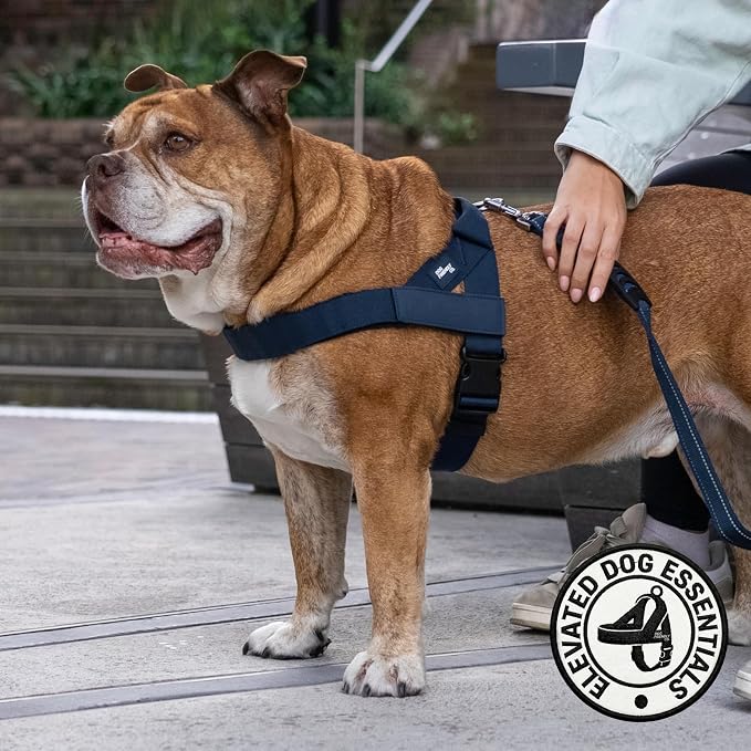 Dog Friendly Co. Dog Harness, Adjustable, No Pull Design (Navy, Medium) | One Click Buckle, Chafe Resistant Webbing, Adjustable Neck & Chest, and Heavy Duty D-Ring, Sturdy Comfortable and Easy to Use