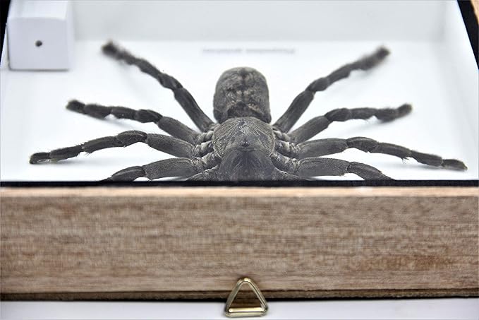Real Giant Tarantula EURYPEIMA SPINCRUS Spider Taxidermy Boxed Display