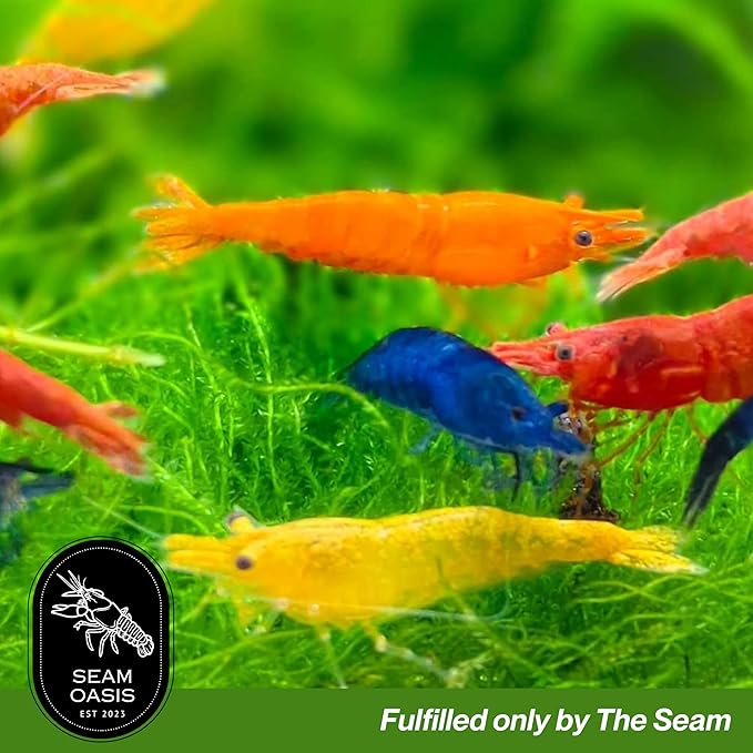 100 + Mixed Color Neocaridina Live Freshwater Aquarium Shrimps for Aquarium Beeding Age Young Adults 1/2-1 inch Long. Live Arrival Guarantee.