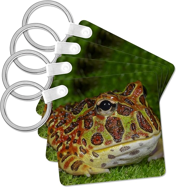 3dRose, High Red Ornate Pacman Frog, Ceratophrys ornate, controlled conditions, Key Chain