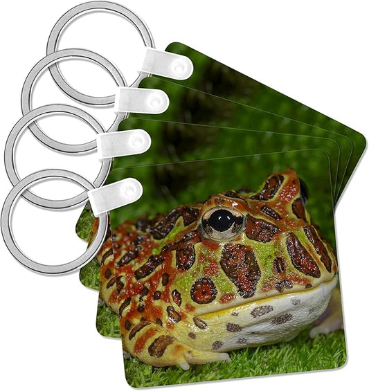 3dRose, High Red Ornate Pacman Frog, Ceratophrys ornate, controlled conditions, Key Chain