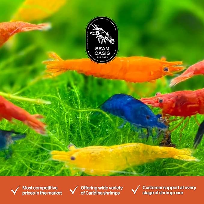 100 + Mixed Color Neocaridina Live Freshwater Aquarium Shrimps for Aquarium Beeding Age Young Adults 1/2-1 inch Long. Live Arrival Guarantee.